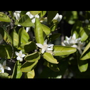 Duftende Blüten einer Zitruspflanze